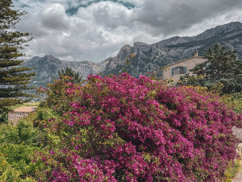 soller hero