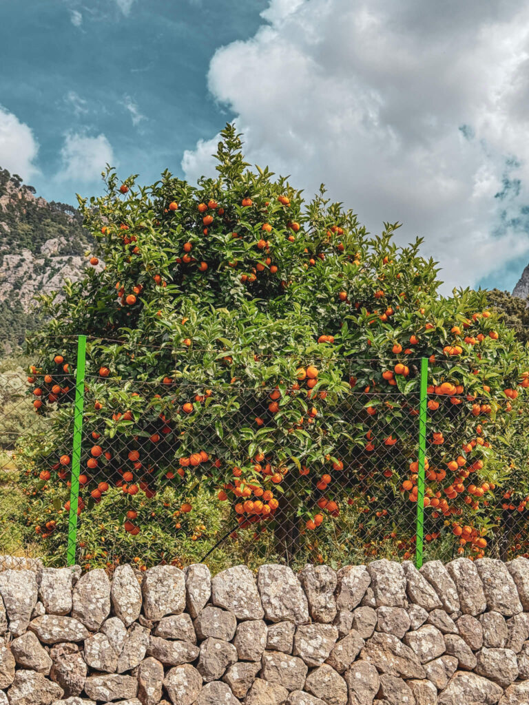 soller